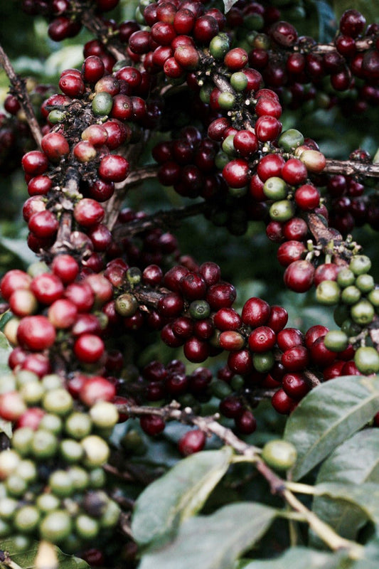 Straight to the Source: A Photo Essay from Tanzania - Hunter Bay Coffee